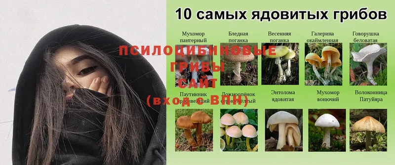 МЕГА   Богородицк  Псилоцибиновые грибы Psilocybe 